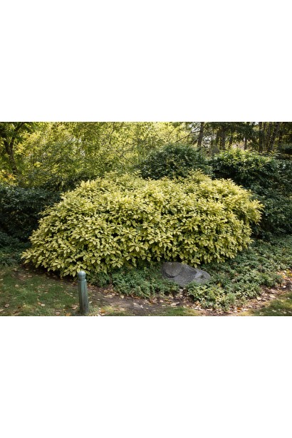 Аукуба Кротоніфолія догляд